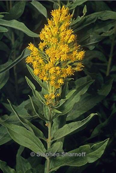 solidago elongata 8 graphic